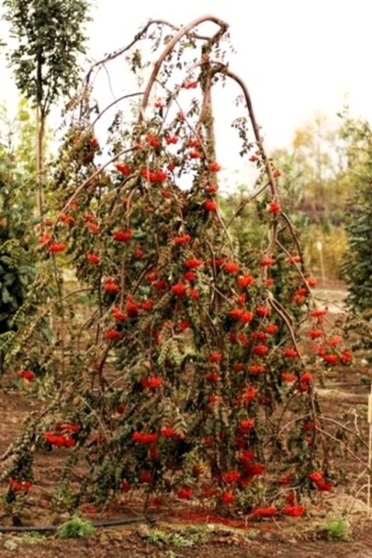 Горобина звичайна плакуча – каскадні гілки з ягодами